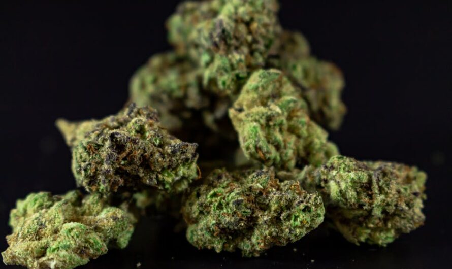 Семена конопли как эффективная приманка для рыбы и рыболовная прикормка