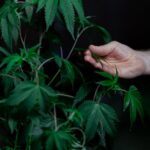 Конопля промышленная и ее применение img-106.jpg