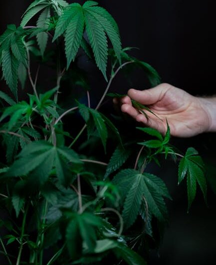 Конопля промышленная и ее применение