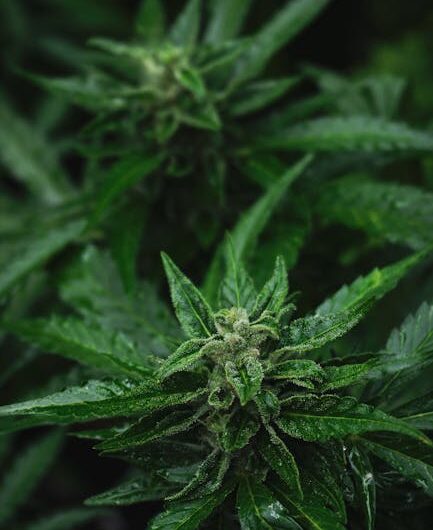 Купить семена конопли в Екатеринбурге просто с интернет магазином семян конопли Екатеринбург