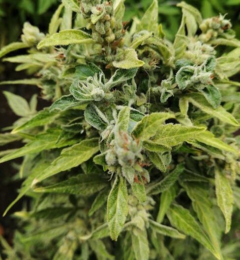 Как собирать семена конопли пошаговое руководство