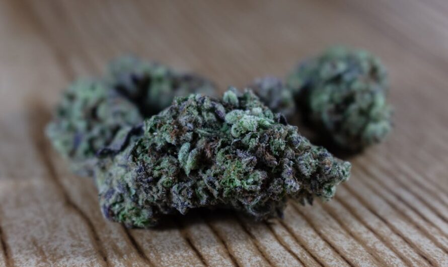 Полезные свойства семян конопли и их применение в медицине