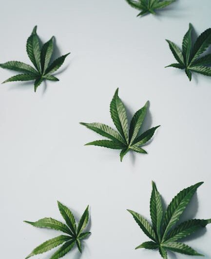 Купить семена конопли онлайн в России