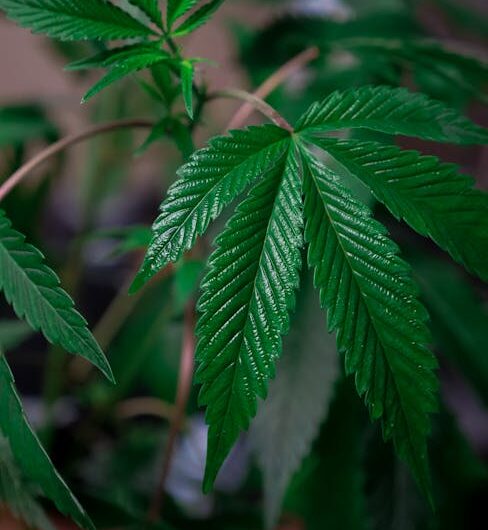 Сорта конопли и их характеристики