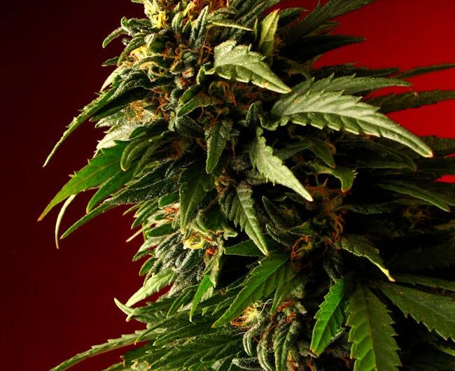 Покупка семян конопли в Украине