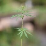 Ответственность продавца за продажу запрещенных веществ в РФ img-1311.jpg