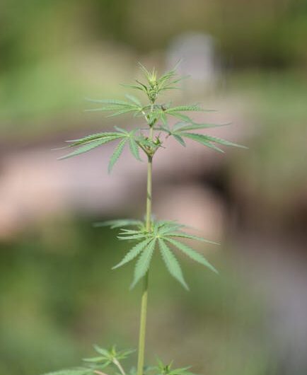 Ответственность продавца за продажу запрещенных веществ в РФ