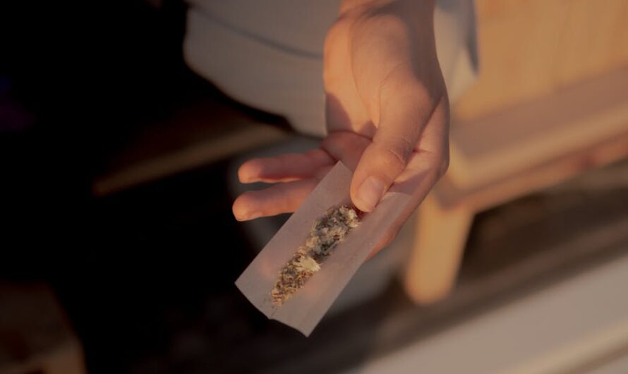 Стоимость семян конопли и их приобретение