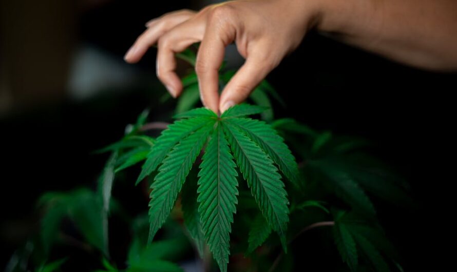 Техническая Конопля и Семена для Ее Культивирования