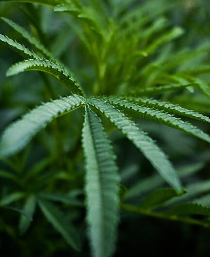 Купить семена марихуаны и все что нужно знать о них