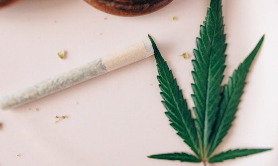 Семена конопли в Украине: виды и особенности приобретения