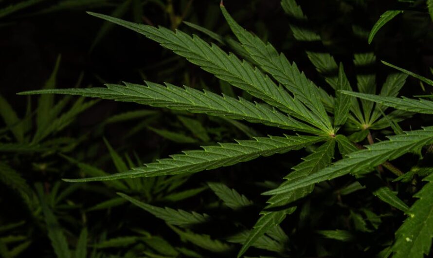 Сорта конопли для выращивания в открытом грунте