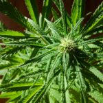 Легальный статус марихуаны и конопли в России и мире img-1767.jpg