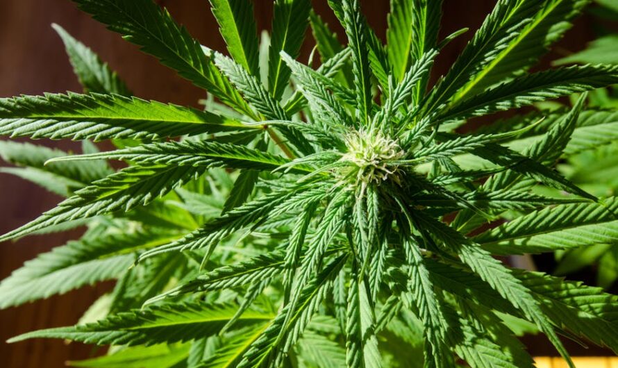 Легальный статус марихуаны и конопли в России и мире