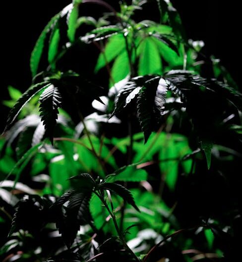 Купить гашиш онлайн безопасно и надежно