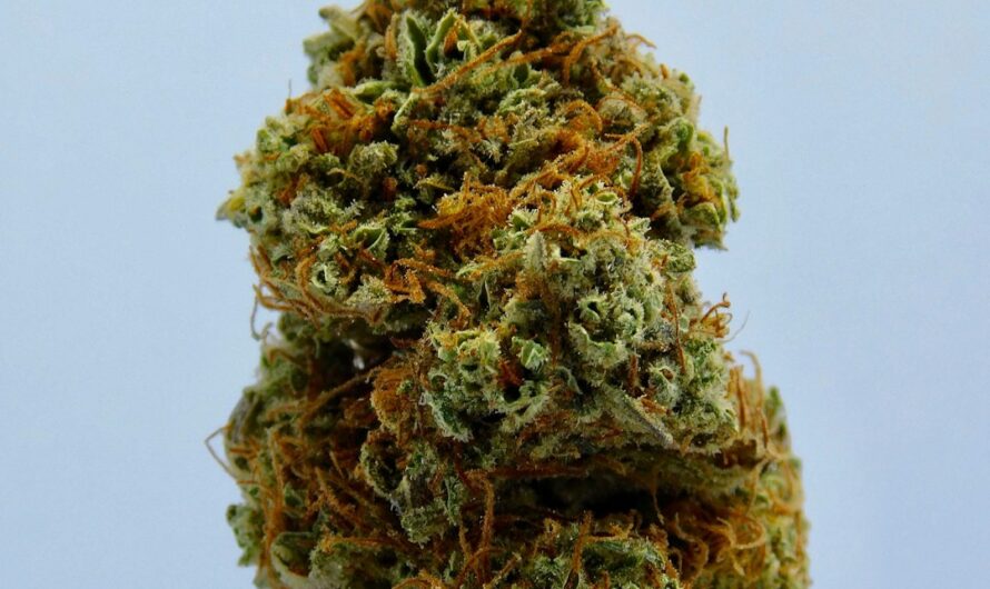 Покупка семян конопли в России