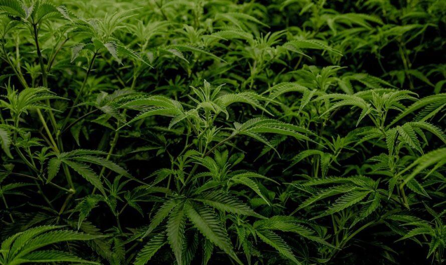 Купить наркотики онлайн с доставкой по России