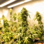 Проращивание семян конопли и создание оптимальных условий для их роста img-1975.jpg