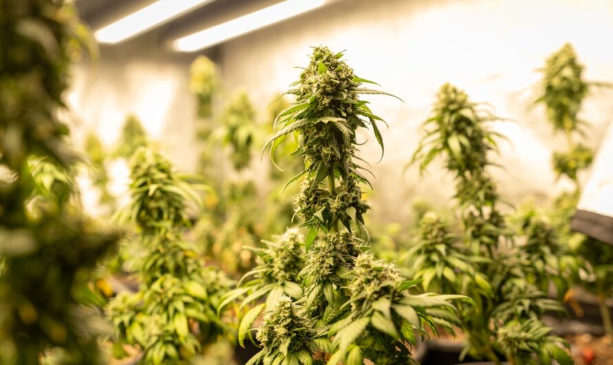 Проращивание семян конопли и создание оптимальных условий для их роста