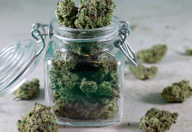 Свойства и характеристики сорта конопли Anubis regular