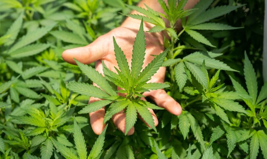 Наркозависимость и наркоторговля современная проблема общества