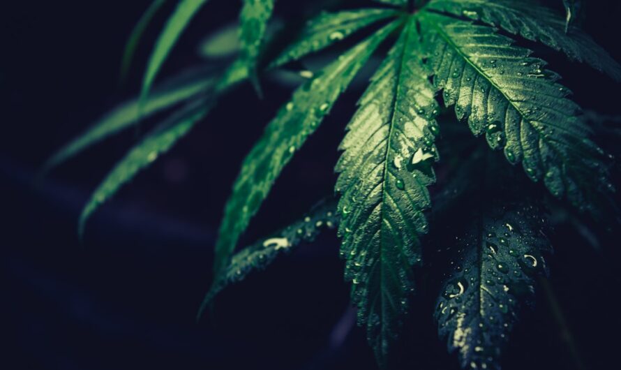 Семена конопли для выращивания