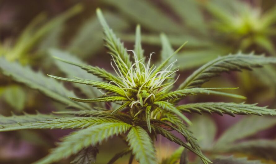 Купить гашиш в москве легально безопасно и недорого