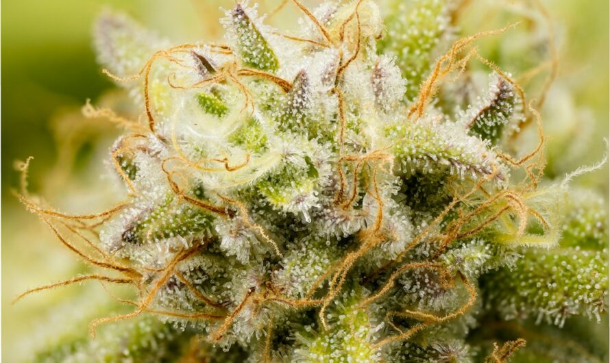 Семена конопли в СПб — купить в интернет магазине с доставкой по России