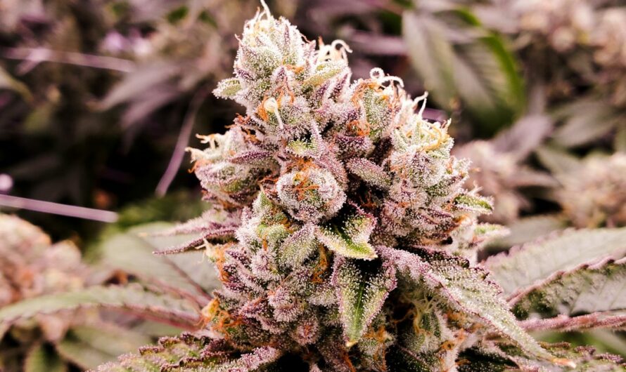 ЛСД на московском рынке наркотиков свойства эффекты и риски связанные с его покупкой и употреблением