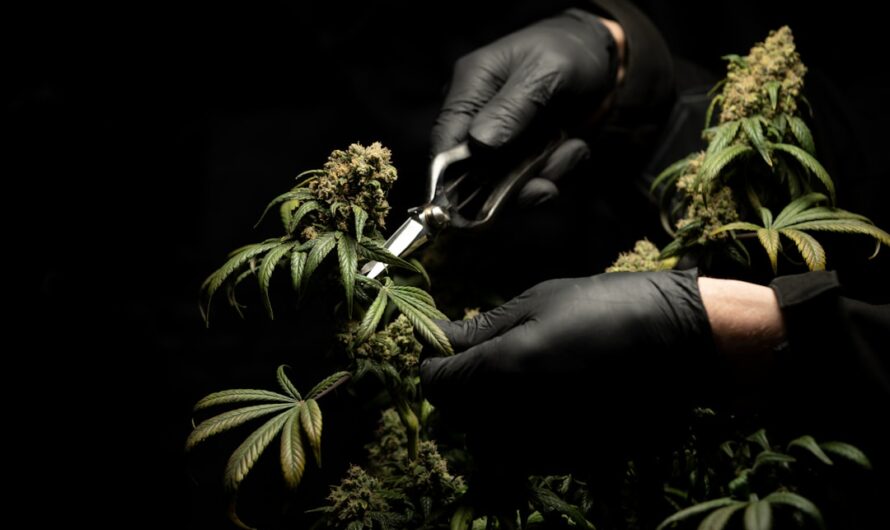 Характеристики Семян Конопли