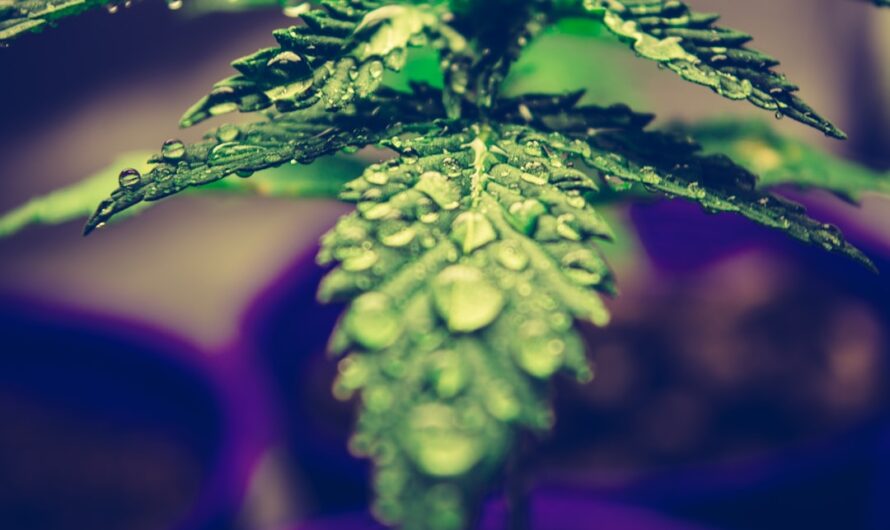 Выращивание конопли с нуля подготовка и посев семян