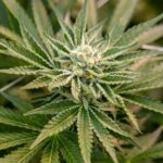 Выращивание конопли в Крыму: выбор семян и особенности покупки img-2085.jpg