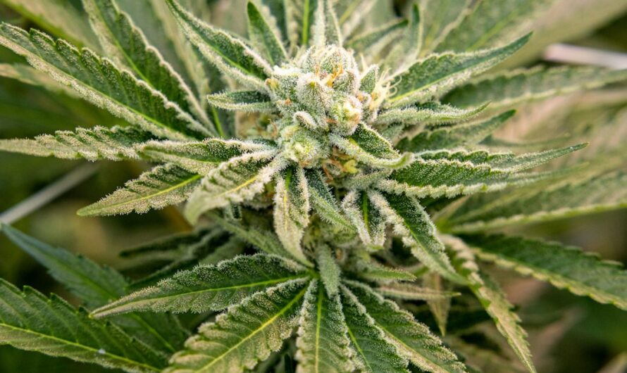 Выращивание конопли в Крыму: выбор семян и особенности покупки