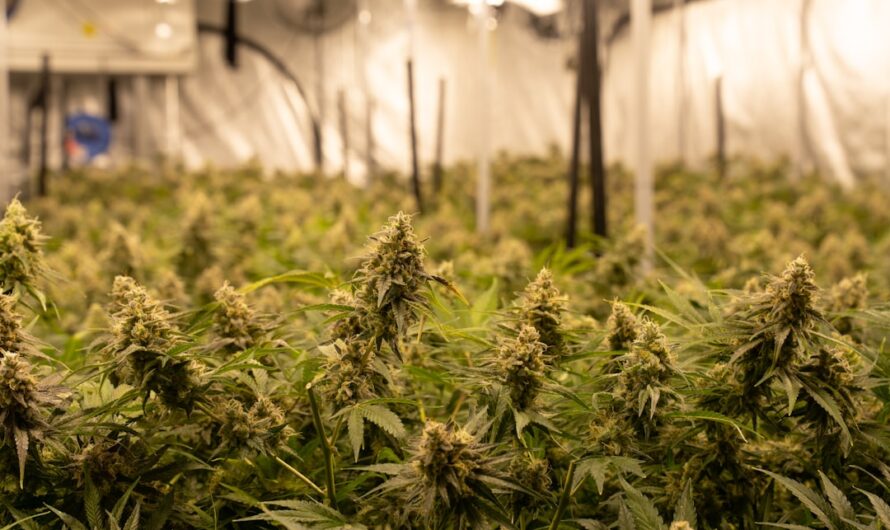 Семена марихуаны в Алматы и их свойства