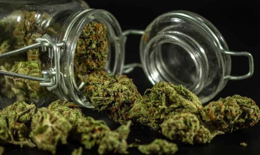 Семена конопли Auto Pineapple Express feminised от Fast Buds