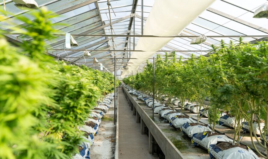 Психоделическая терапия и психоделики для лечения различных психических расстройств