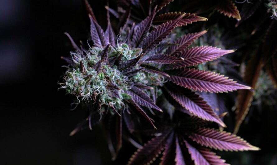 Марихуана в Санкт-Петербурге свойства и параметры марихуаны и ее легальность в России