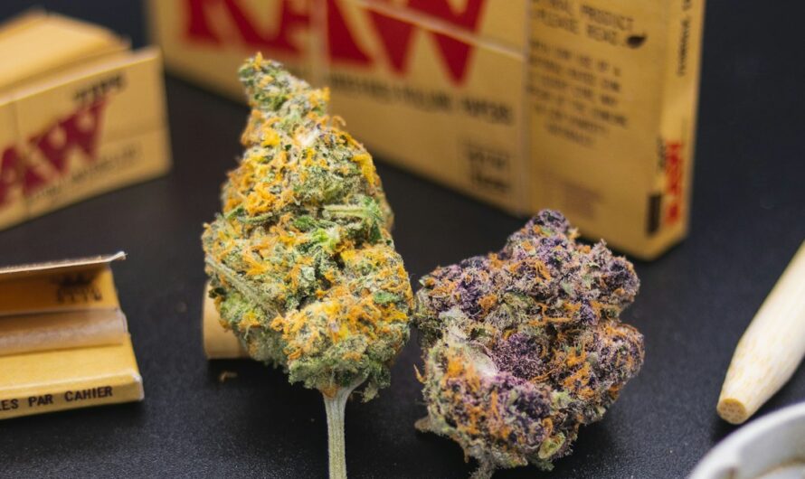 Проращивание семян марихуаны и создание оптимальных условий для их всхожести