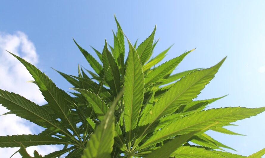 Выращивание марихуаны с нуля подготовка и проращивание семян конопли