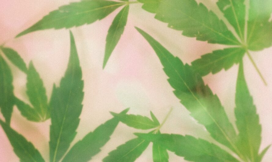 Купить семена конопли в Воронеже безопасно и легально