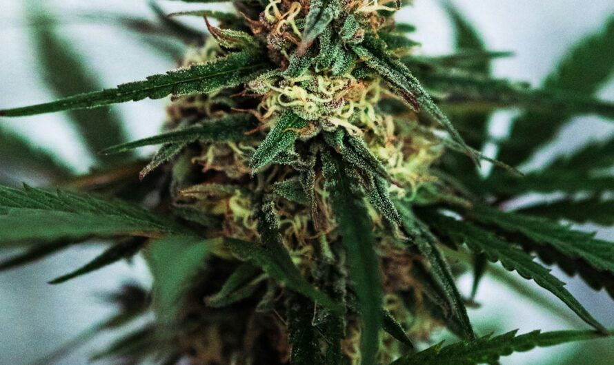 Сорт конопли Olympia feminised от Pyramid Seeds