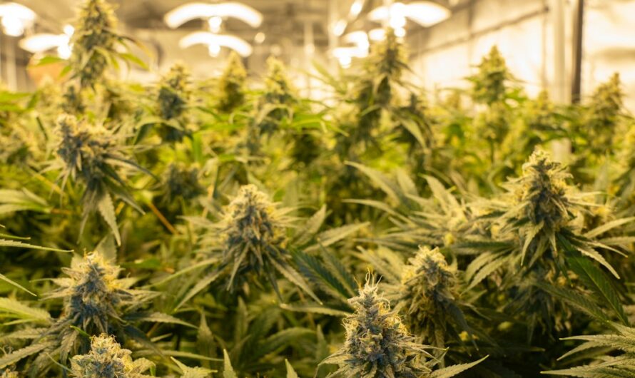 Конопля в Кыргызстане и Бишкеке свойства правовая база и доступность семян