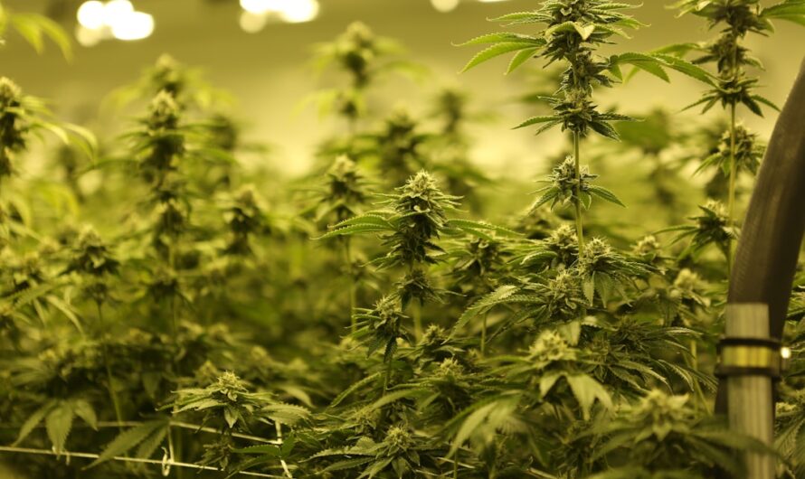 Как купить марихуану в Алматы