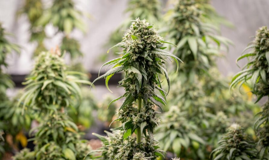 Выращивание конопли из семян подготовка и проращивание