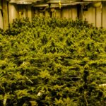 Семена конопли в кулинарии и их полезные свойства img-2186.jpg