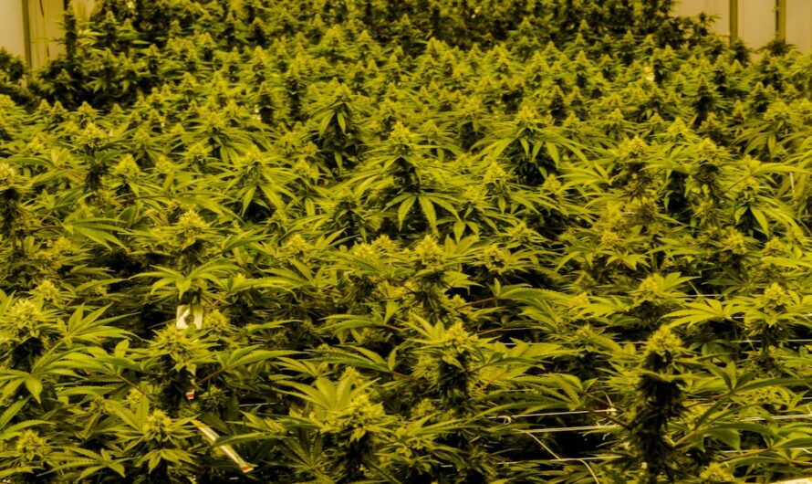 Семена конопли в кулинарии и их полезные свойства