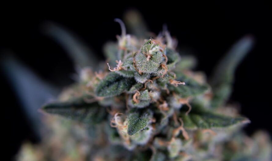 Свойства и характеристики LSD марок и их приобретение