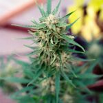 Наркотики в Санкт-Петербурге img-2197.jpg