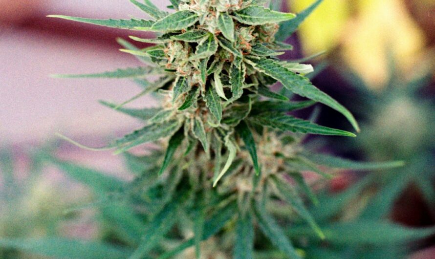 Наркотики в Санкт-Петербурге