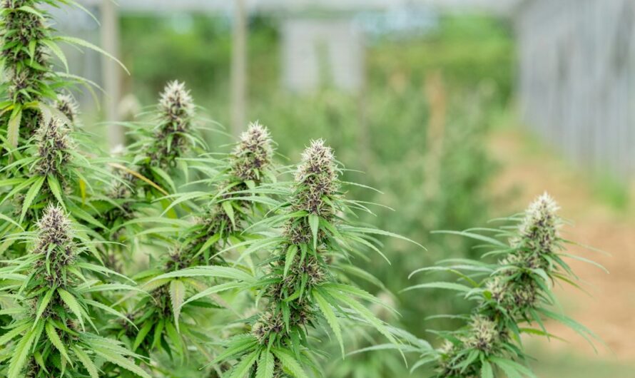 Цвет семян конопли